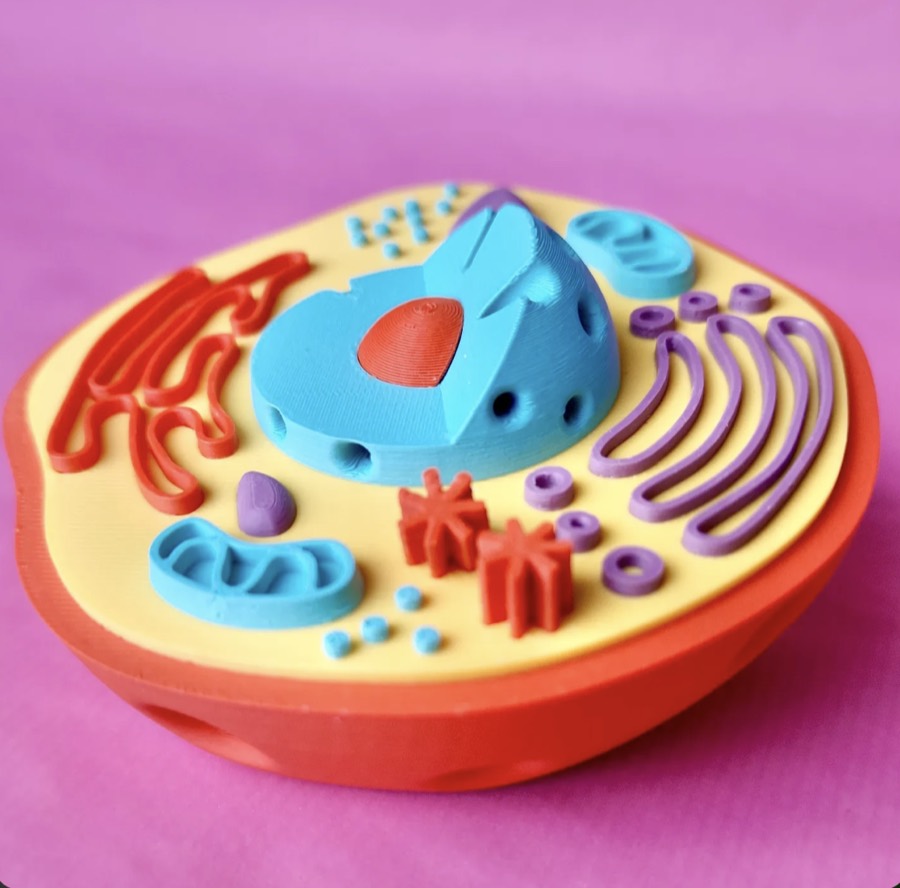 Modelo de célula animal impreso en 3D a colores, con núcleo, mitocondrias y retículo endoplasmático