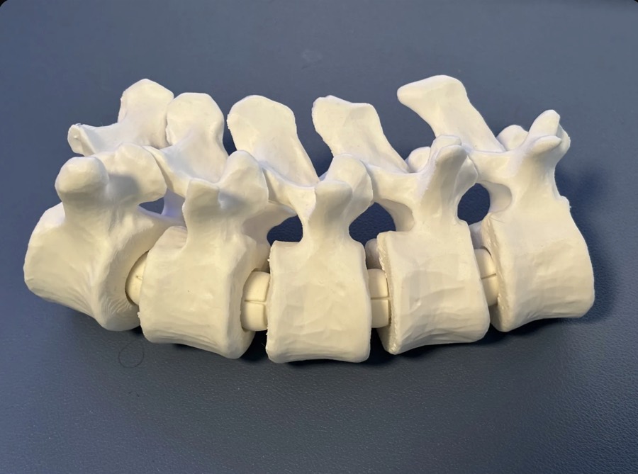 Cinco vértebras lumbares articuladas impresas en 3D en color blanco hueso